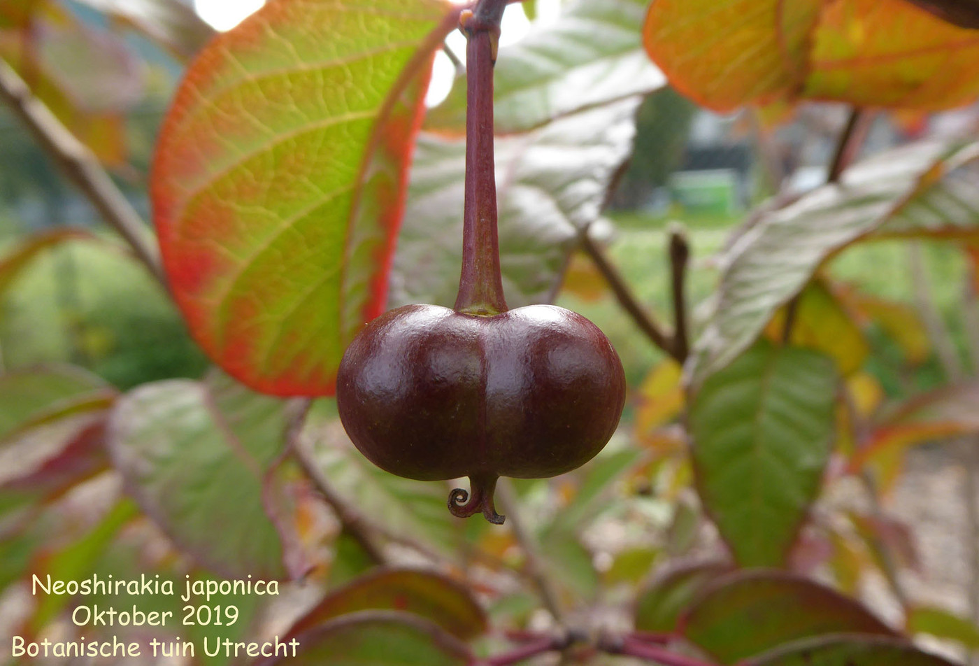 Neoshirakia japonica (fruit)