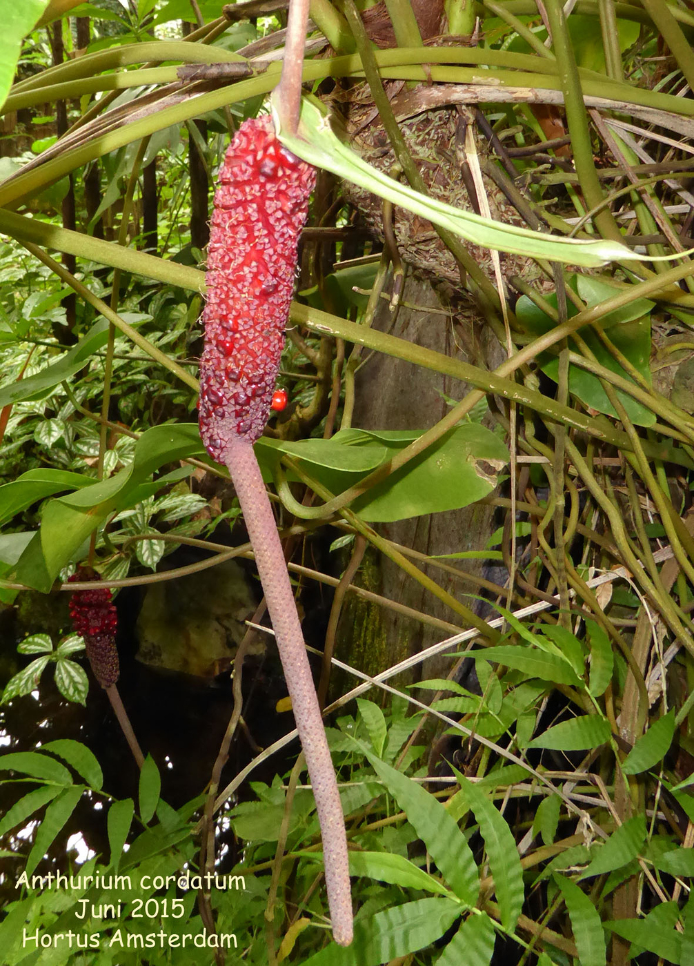Photo: Anthurium cordatum | Anthurium album | Nora Goosen | Fotki.com,  photo and video sharing made easy.
