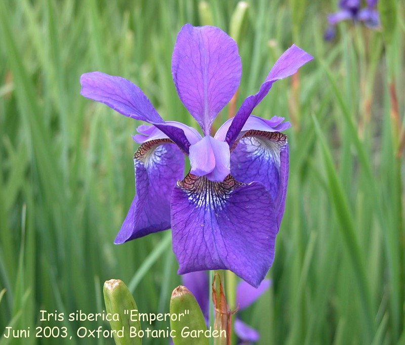 Iris sibirica 'Emperor'