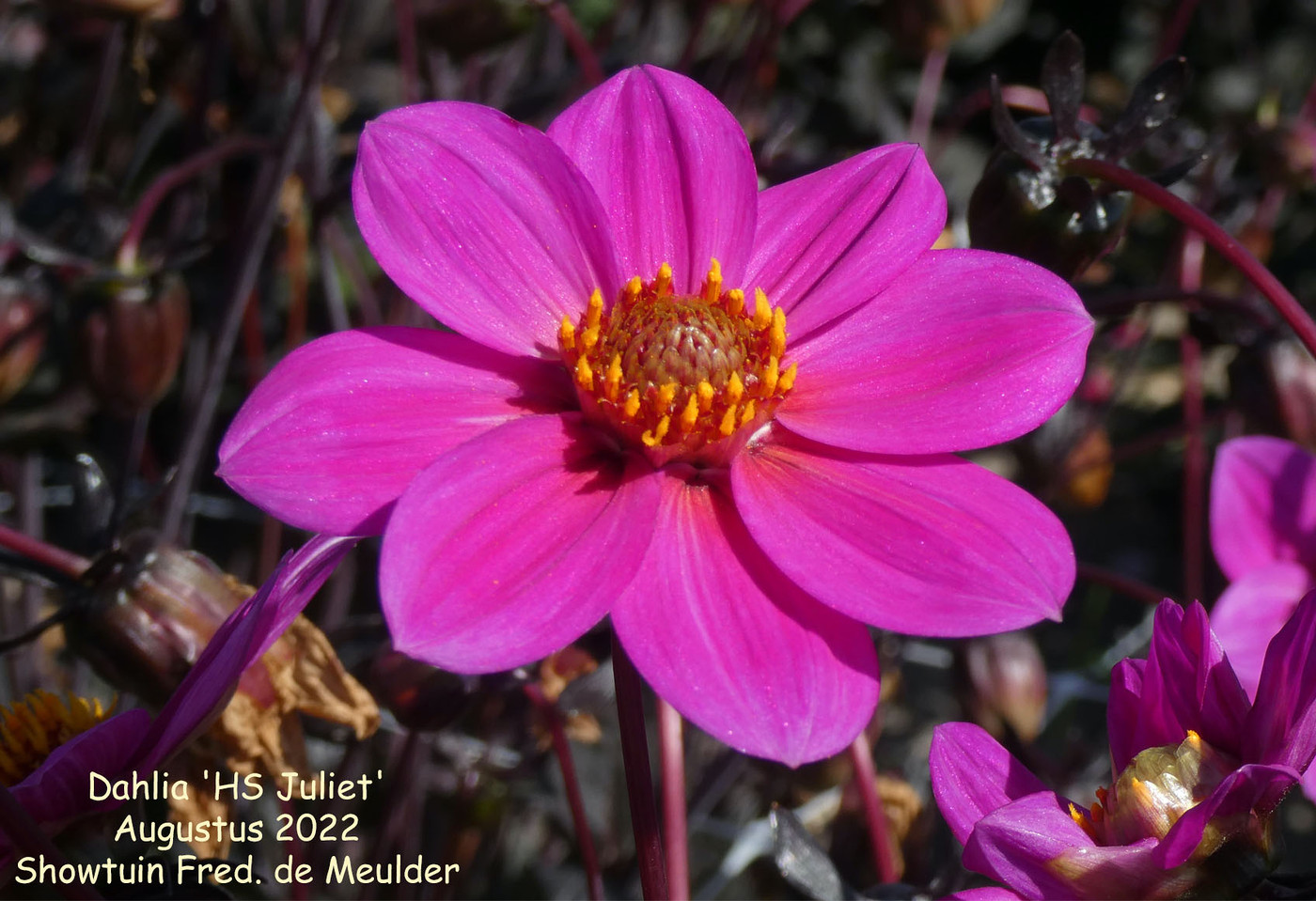 Photo: Dahlia 'HS Juliet' | Dahlia (hybrid cultivars) album