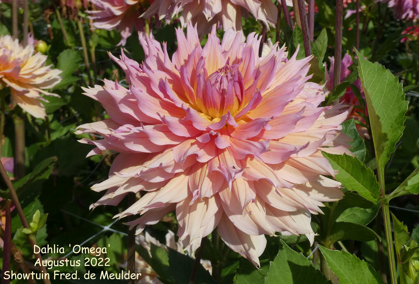 Photo Dahlia Omega Dahlia hybrid cultivars album Nora