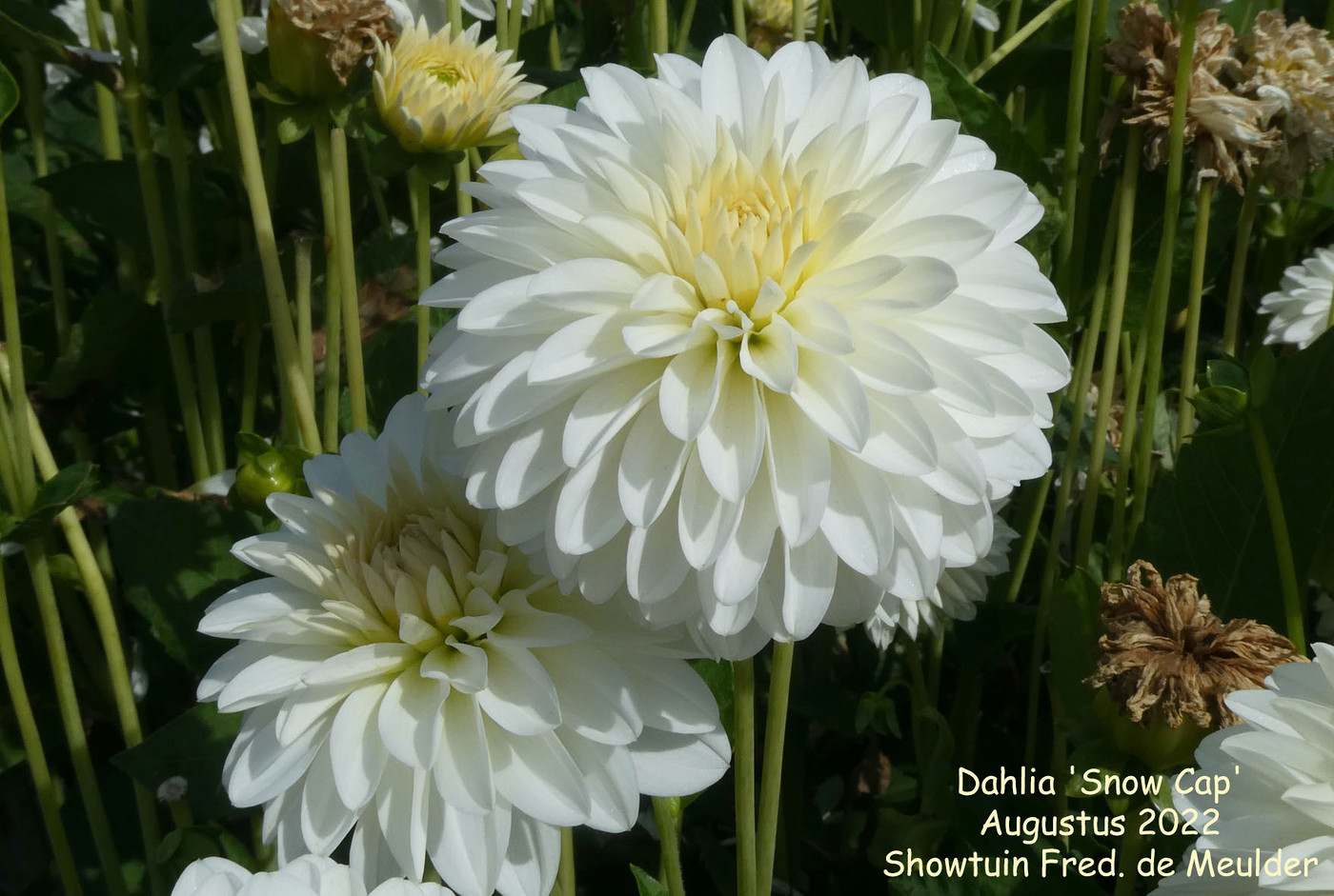 Photo: Dahlia 'Snow Cap' | Dahlia (hybrid cultivars) album