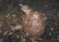 Wortskin Frogfish