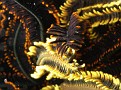 Closup of Feather Star