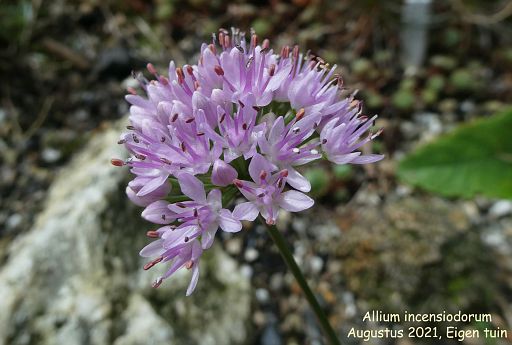 Allium incensiodorum