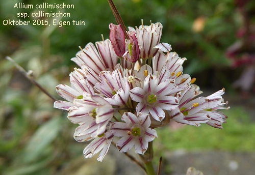 Allium callimischon ssp callimischon 2