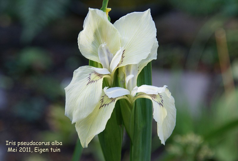 Iris pseudacorus alba
