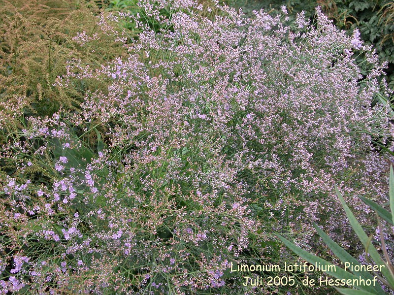 Limonium latifolium 'Pioneer'