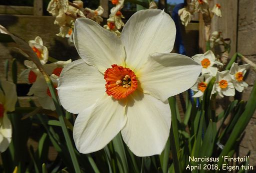 Narcissus 'Firetail'