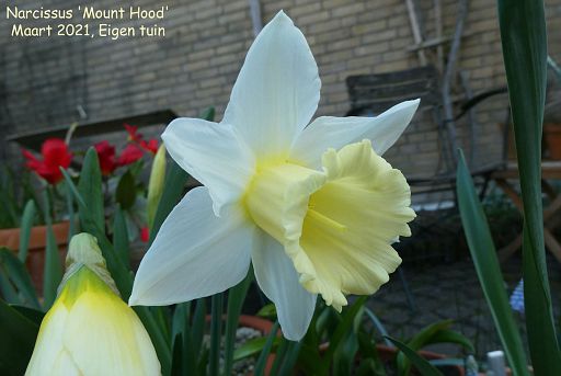 Narcissus 'Mount Hood'