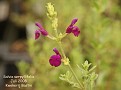 Salvia serpyllifolia