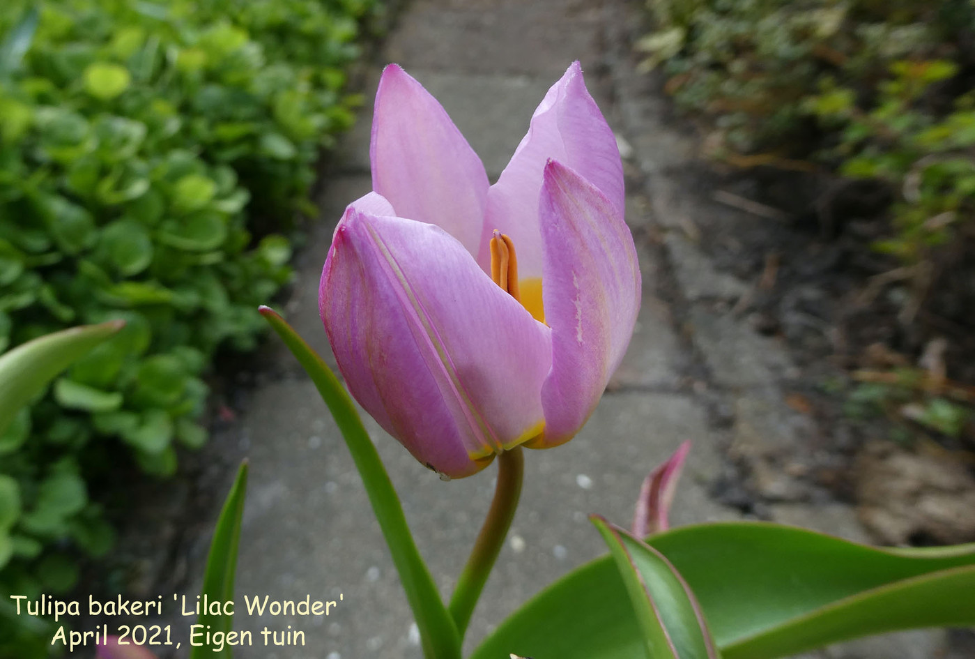 Tulipa bakeri 'Lilac Wonder'