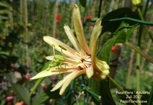 Passiflora x 'Adularia'