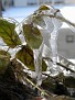 My outdoor plants under ice