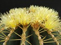 Ferocactus glausescens