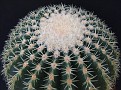 Echinocactus grussoni v. brevispina