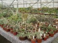 Opuntia aa  collection