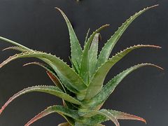 Aloe acutissima v. antanimorensis An.
