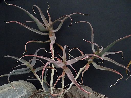 Aloe acutissima v. antanimorensis An.