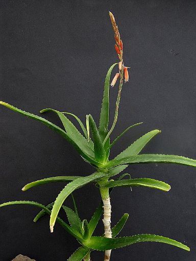 Aloe acutissima v. isaloana