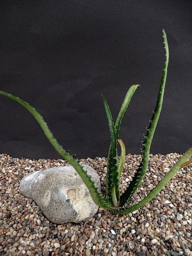 Aloe aloatrensis.jpg