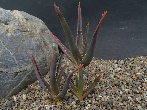 Aloe acutissima Am.