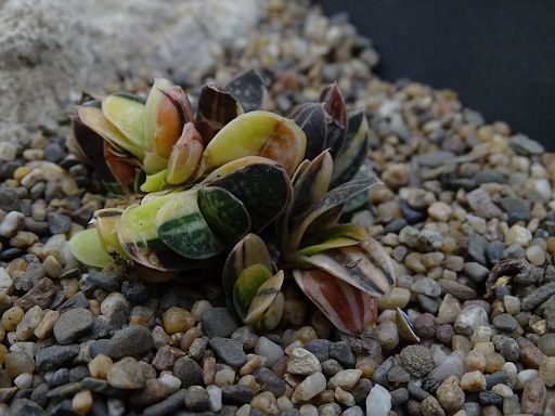 X Gasteria fa. variegata album | Cok Grootscholten Succulent