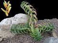 Aloloba 'Tyson' as Astroloba deltoidea X Grass Aloe