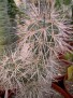 Tephrocactus bruchii