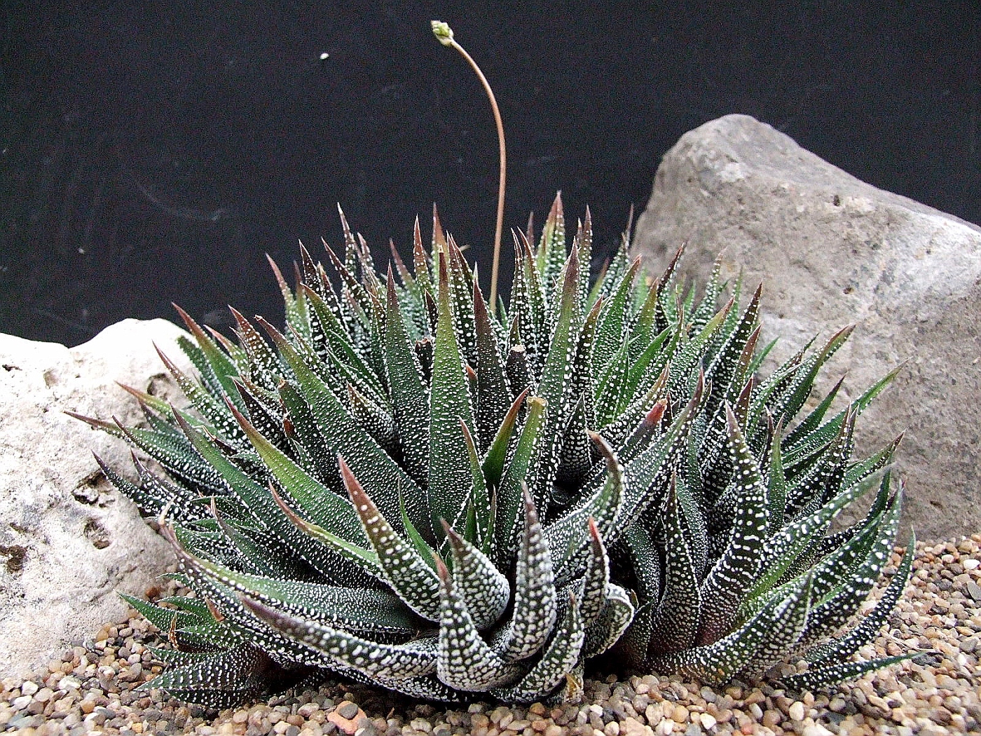 Photo Haworthiopsis Attenuata Coega To The N Of Port Elizabeth Haworthiopsis Attenuata H