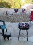Backyard01