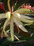 Epiphyllum Aster Star CG 598