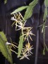 Disocactus macranthus CG 445
