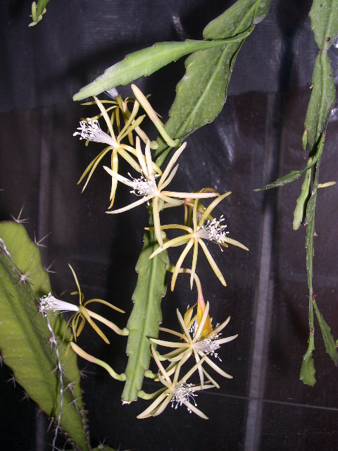Disocactus macranthus CG 445