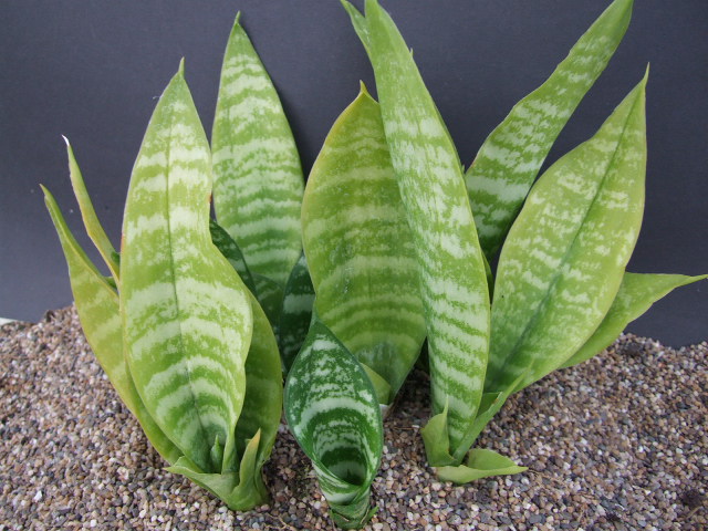 Photo: Sansevieria trifasciata Silver Moon' CG075.1 | Sansevieria. album |  Cok Grootscholten Succulent World ..
