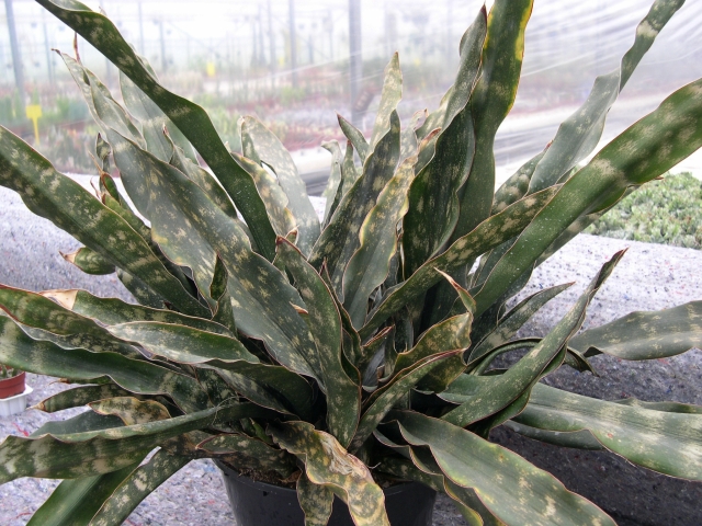 Photo: Sansevieria kirkii v. pulchra CG021.1 | Sansevieria. album