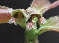 Euphorbia echinulatum