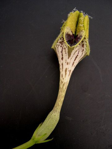 Ceropegia sandersonii x radicans ssp. smithii
