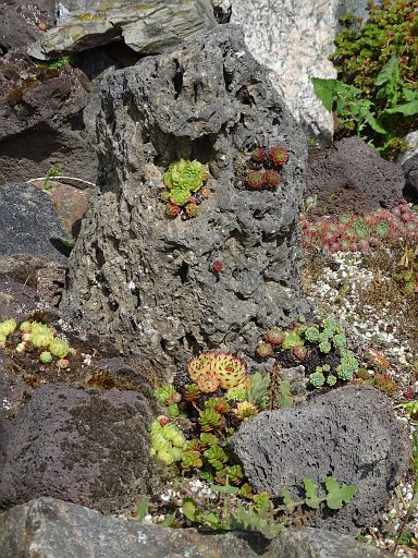 Sempervivum Realy Rock Plants