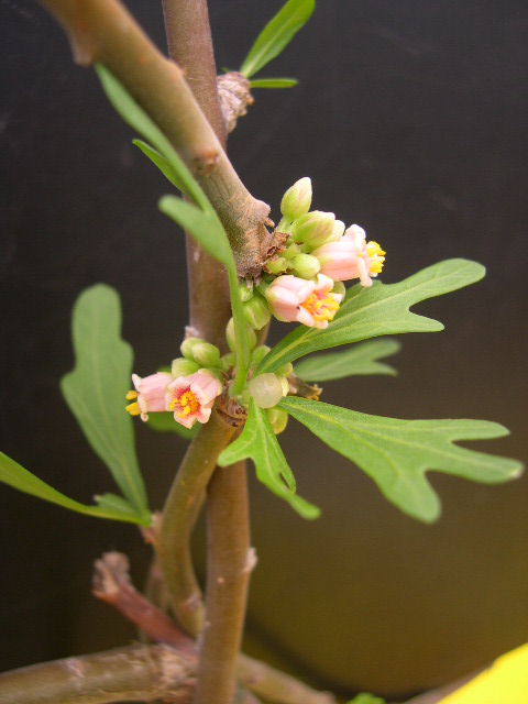 Jatropha dioica