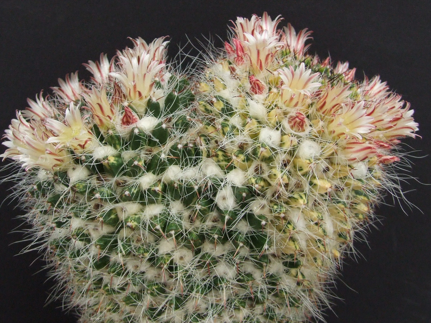 Photo: Mammillaria karwinskiana variegata | Cactus Mammillaria album | Cok  Grootscholten Succulent World ..