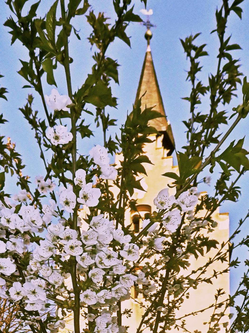 Kirschblüten vor der Kirche