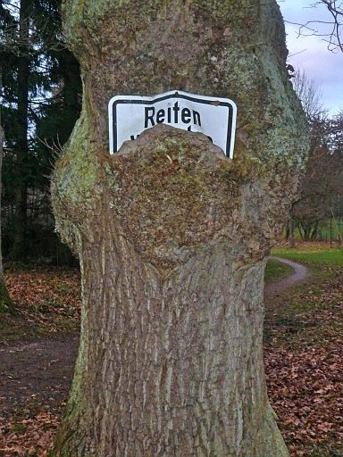 Baum frisst Schild "Reiten verboten"