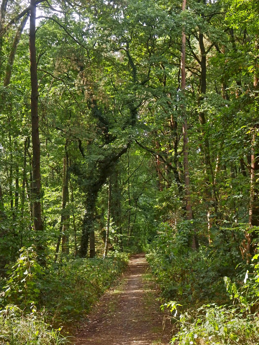 Weg durch den Hasselbach-Wald