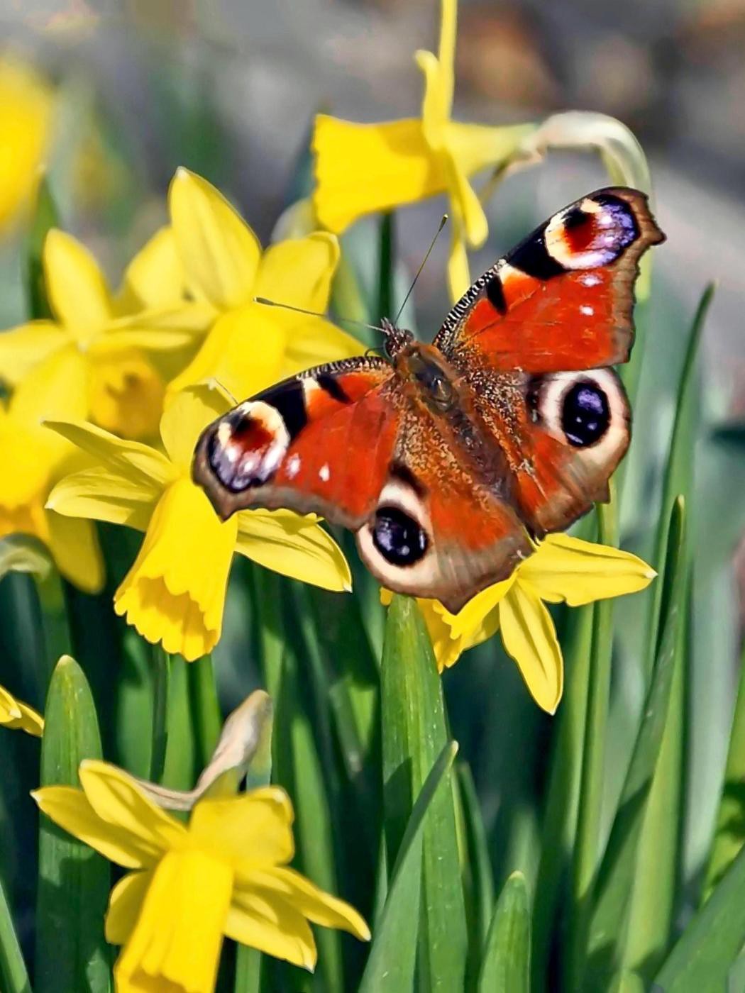 Der Frühling lockt die Schmetterlinge