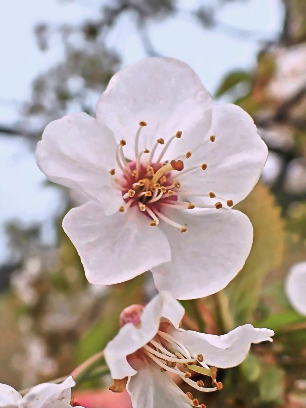 Kirschblüte Rühler Schweiz