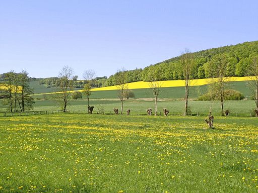 Alles grün und gelb