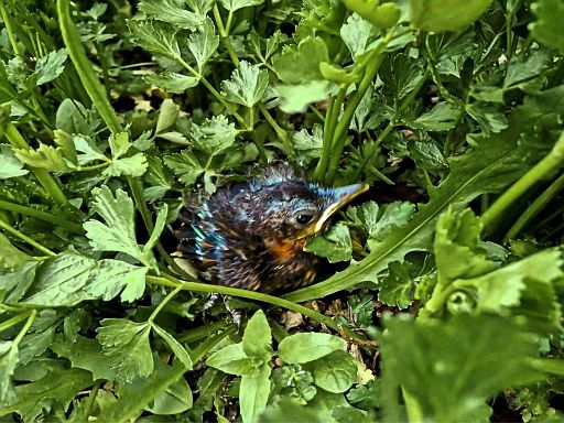 ... aus dem Nest gefallen