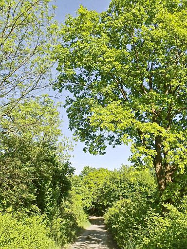 Am Hornbusch