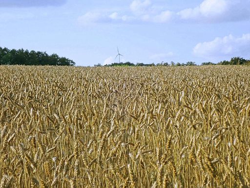 Der Weizen ist reif